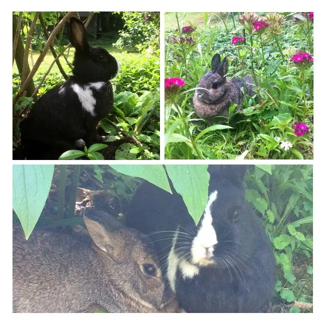 Andachtsbild von Rosen für Sammy