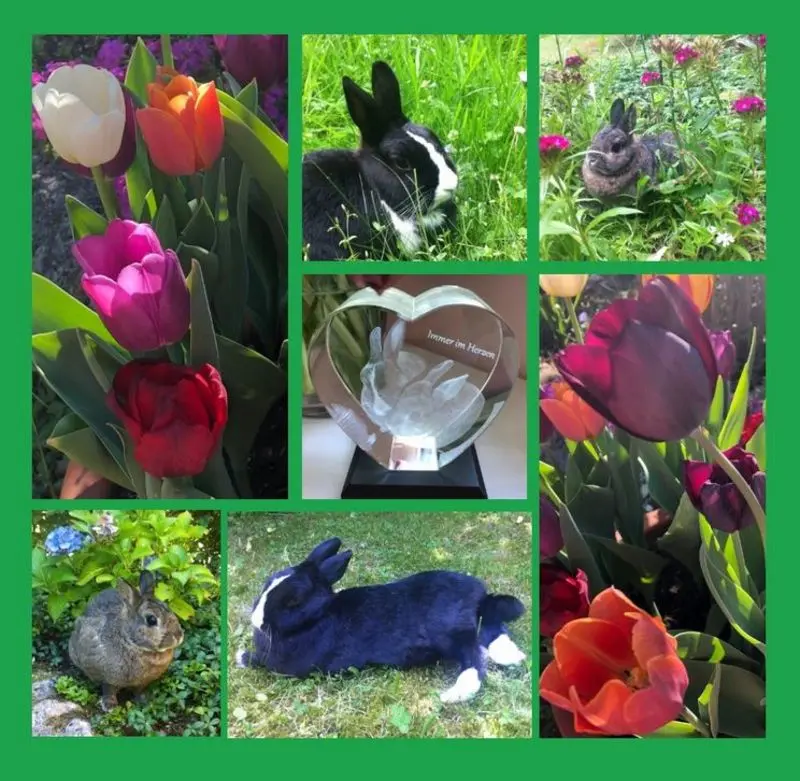 Andachtsbild von Frühlingsrosen für Sammy