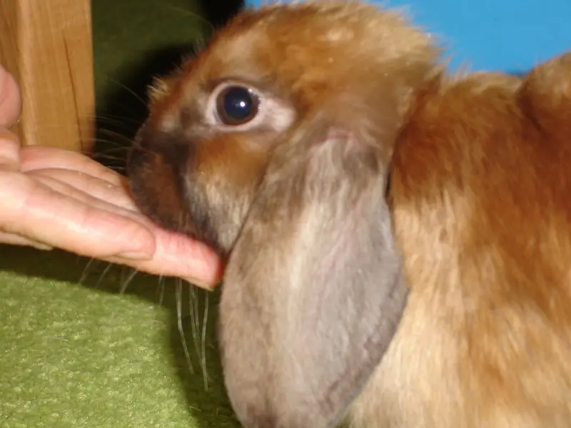 Andachtsbild von Mami & Papi