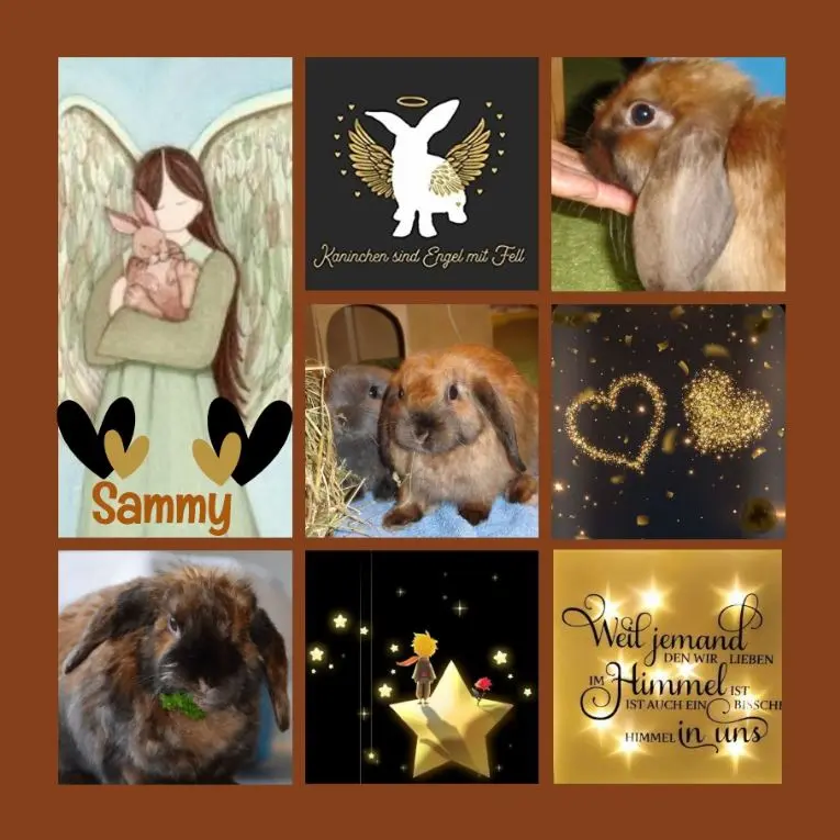 Andachtsbild von Rosen für Sammy zum 4. Sternchengedenktag