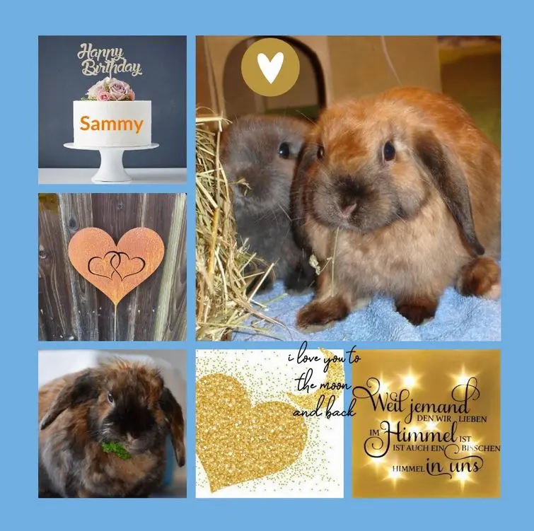 Andachtsbild von Geburtstagsrosen für Sammy