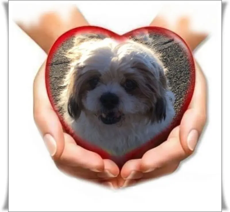 Condolence image of Marika mit Balou und Hippo im Herzen