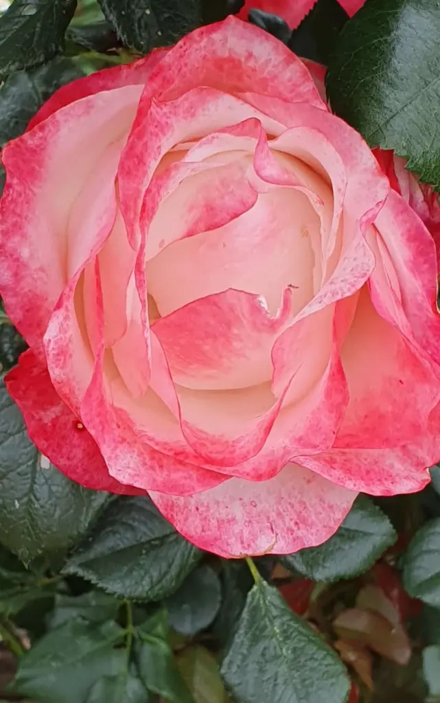 Condolence image of In unendlicher Liebe deine Familie
