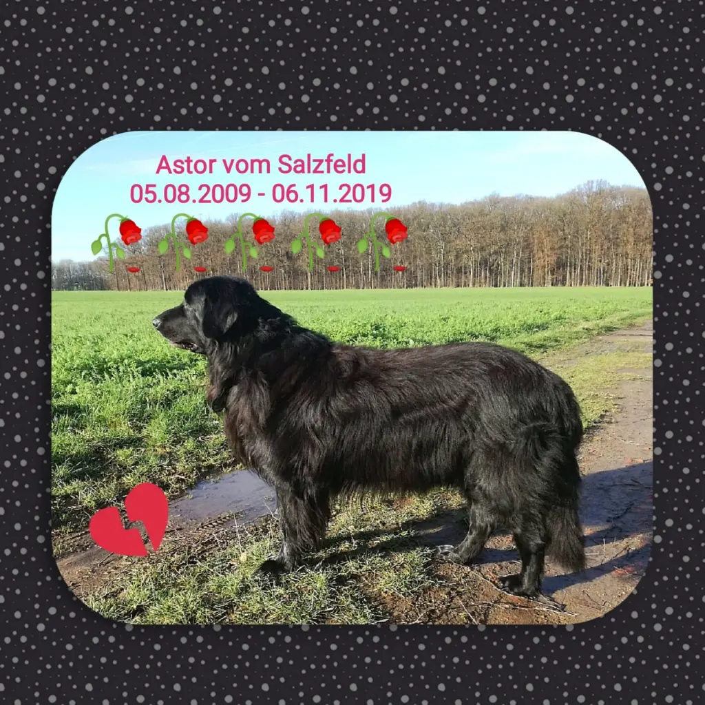 Image from Astor