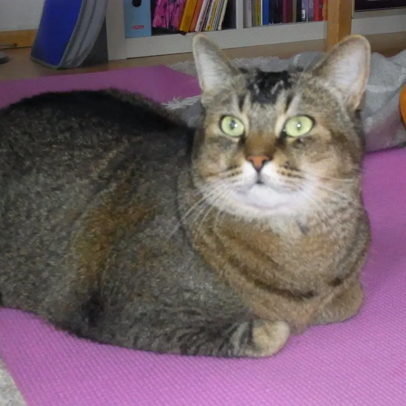 Condolence image of Daniela mit Tappi im Herzen