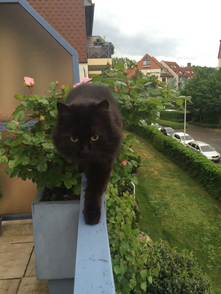 Image from Mischa