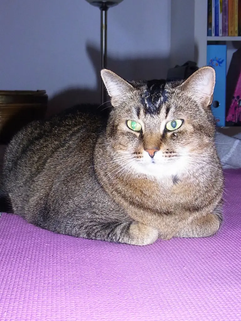 Andachtsbild von Daniela mit Tappi im Herzen