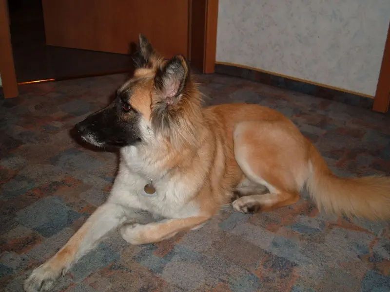 Image from Foxi