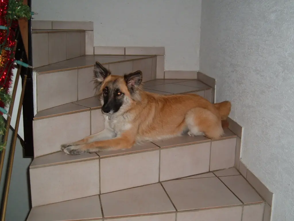 Image from Foxi