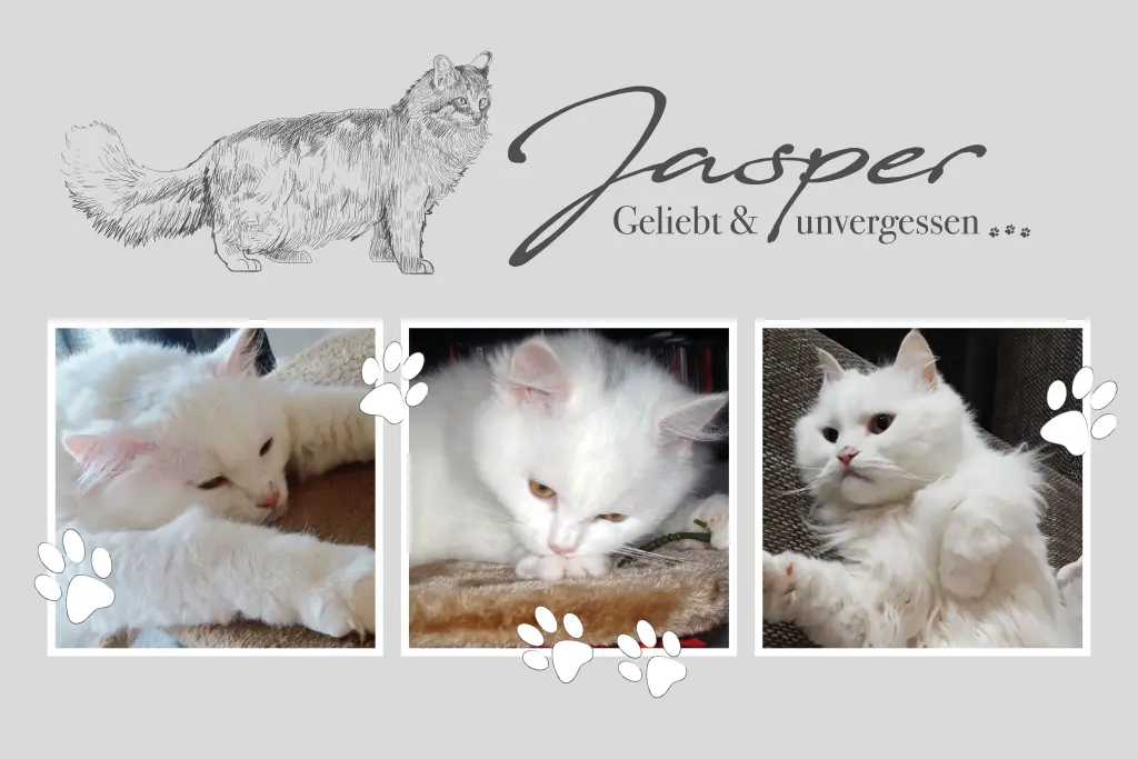 Image from Jasper