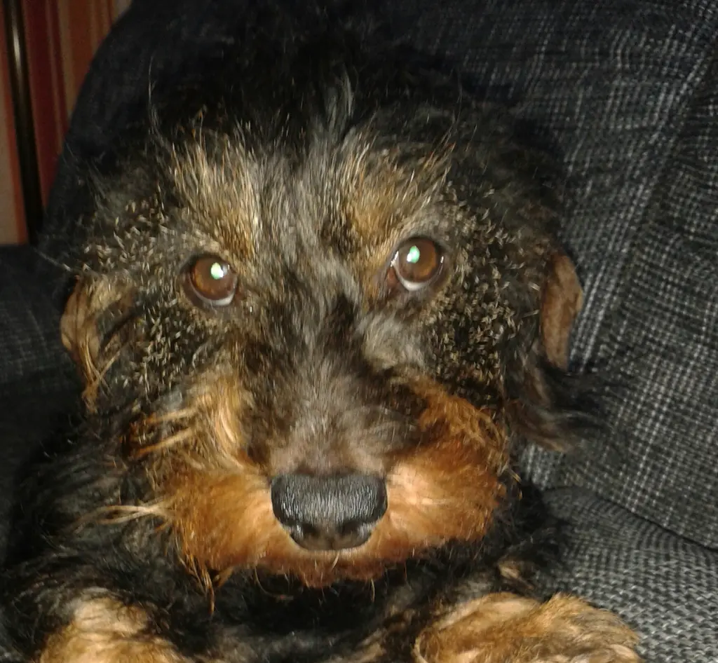 Image from Maxi