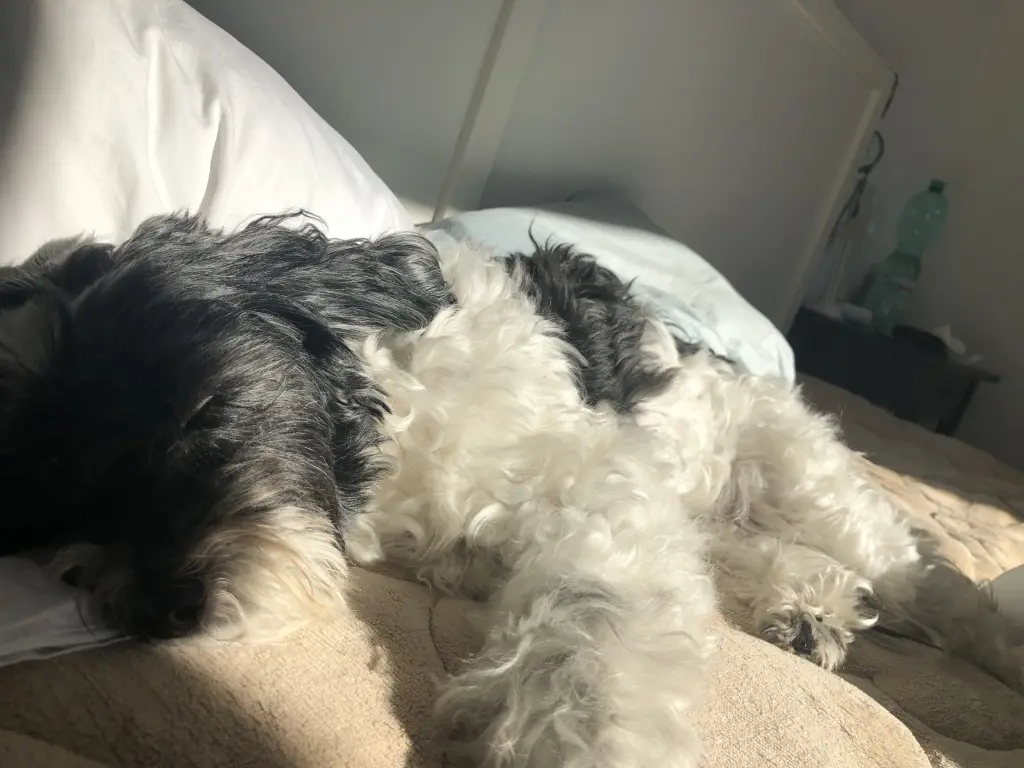 Image from Kara