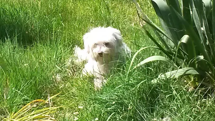 Andachtsbild von Unbekannt