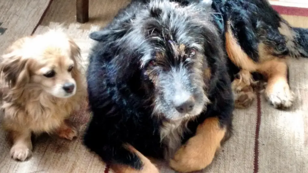 Andachtsbild von Gabi mit Wolfi und Kira tief im Herzen