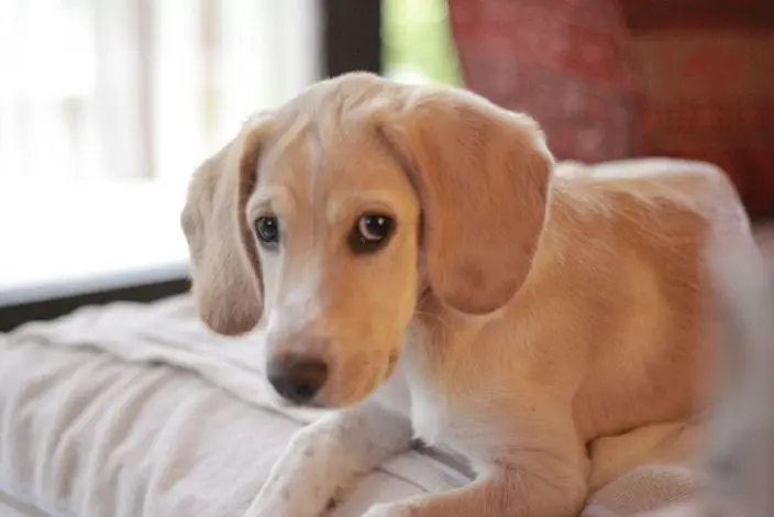 Andachtsbild von von Steven und Milla