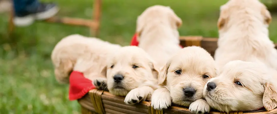 Andachtsbild von von sofia