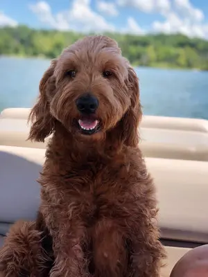 Andachtsbild von Unbekannt