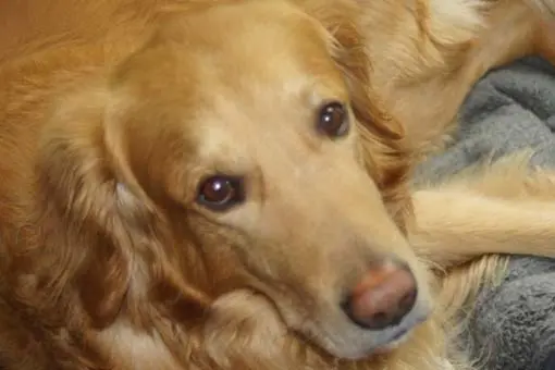 Andachtsbild von von Levi tief im Herzen