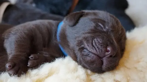Andachtsbild von Von Marlies Balu ,Luna und Krümel