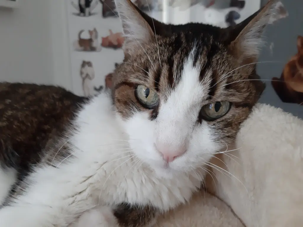 Andachtsbild von Tanja mit Timmy im Herzen 