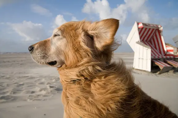 Andachtsbild von Elmo tief im Herzen