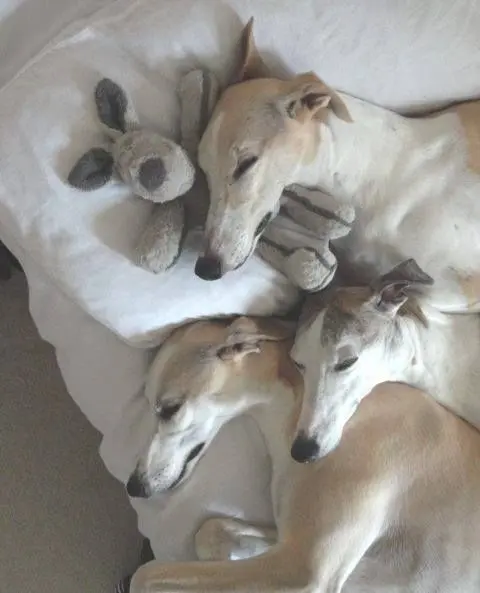 Andachtsbild von Unbekannt