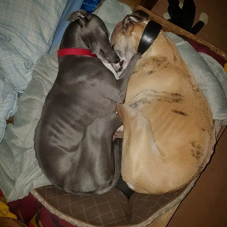 Andachtsbild von Luna und Lohtar