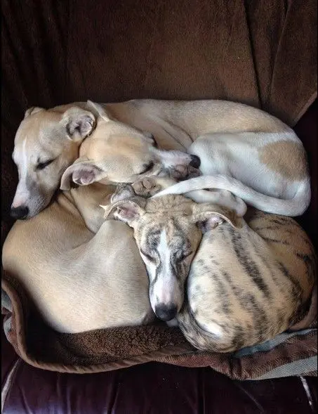 Andachtsbild von Linus wir beschützen dich auch 