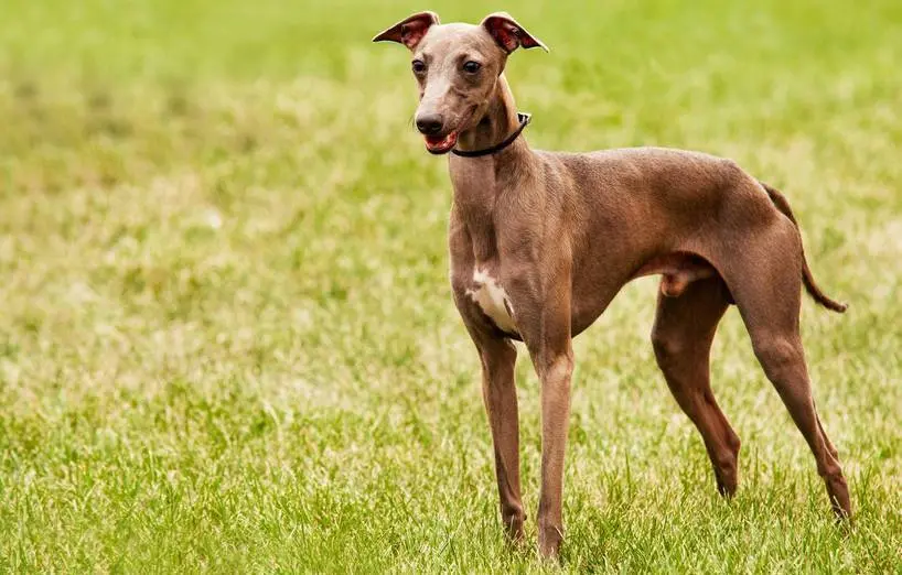 Andachtsbild von Henry haltet auch zu dir