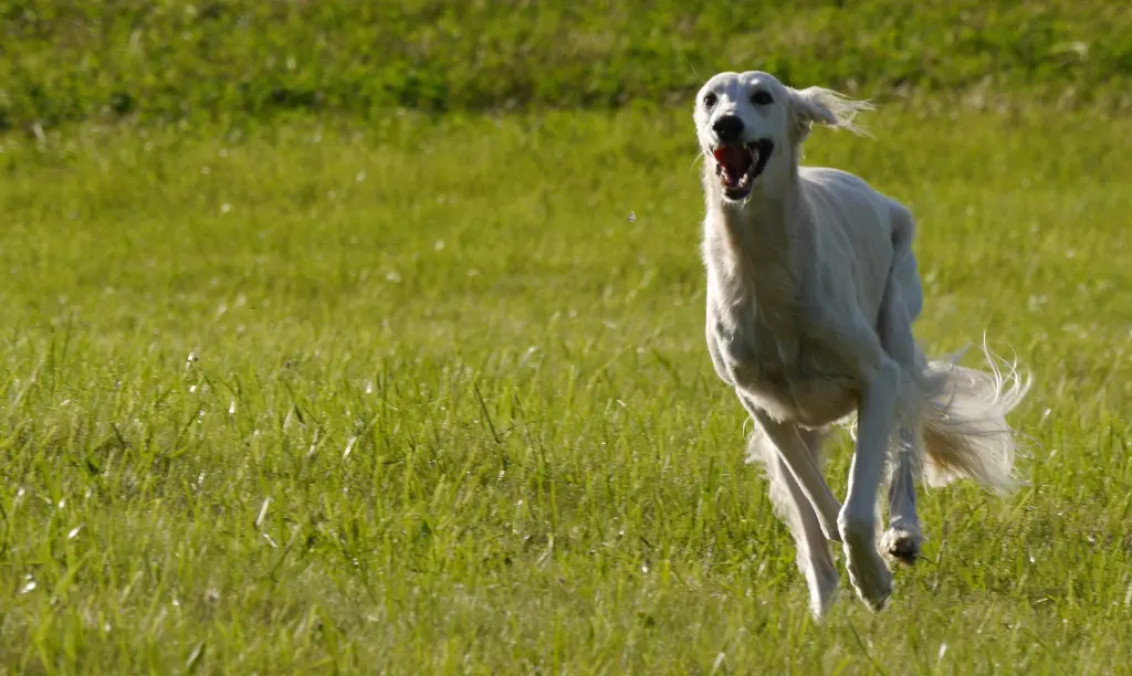 Andachtsbild von Eine Rose auch von Carly