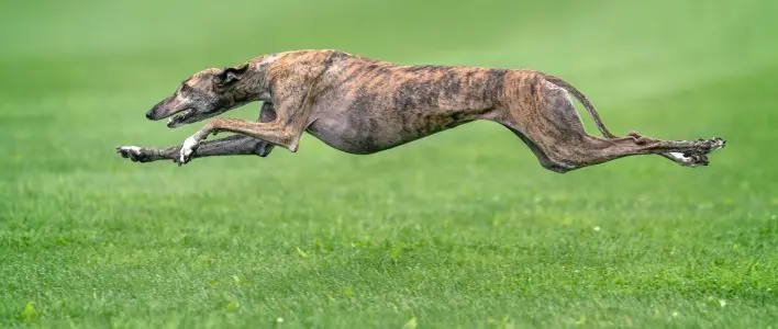 Andachtsbild von Unbekannt