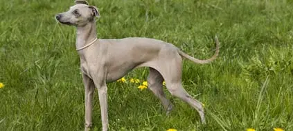 Andachtsbild von Tim