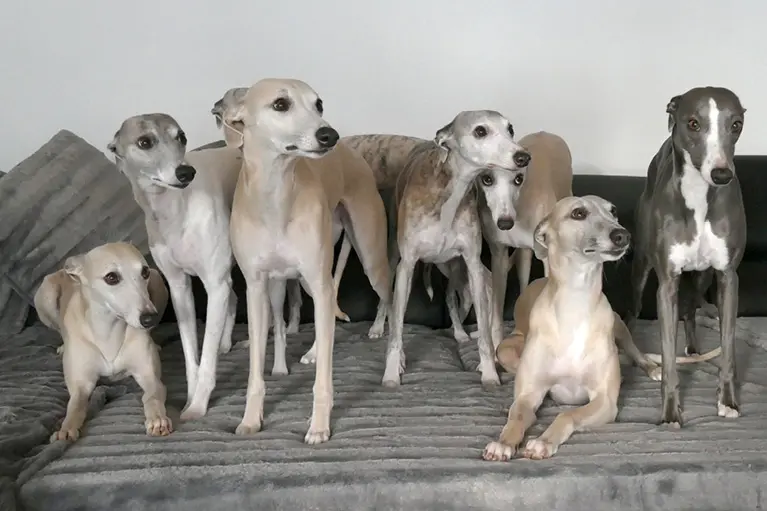 Andachtsbild von von der Windhund Whippet Gruppe aus Bochum