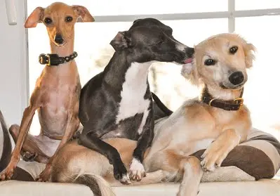 Andachtsbild von von Jody,Jimmy und Jo