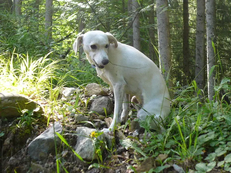 Andachtsbild von Unbekannt