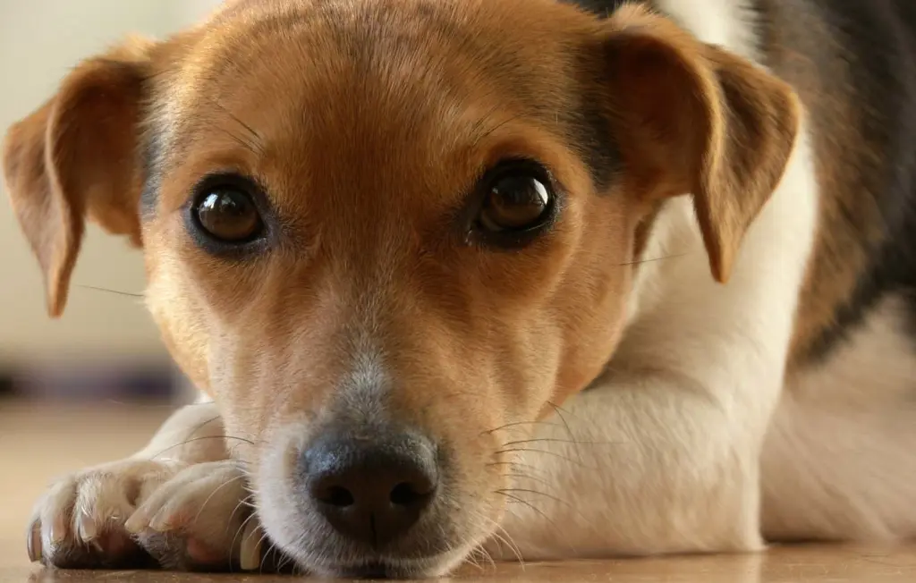 Andachtsbild von Unbekannt