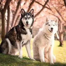 Andachtsbild von Bonny und Clyde tief im Herzen