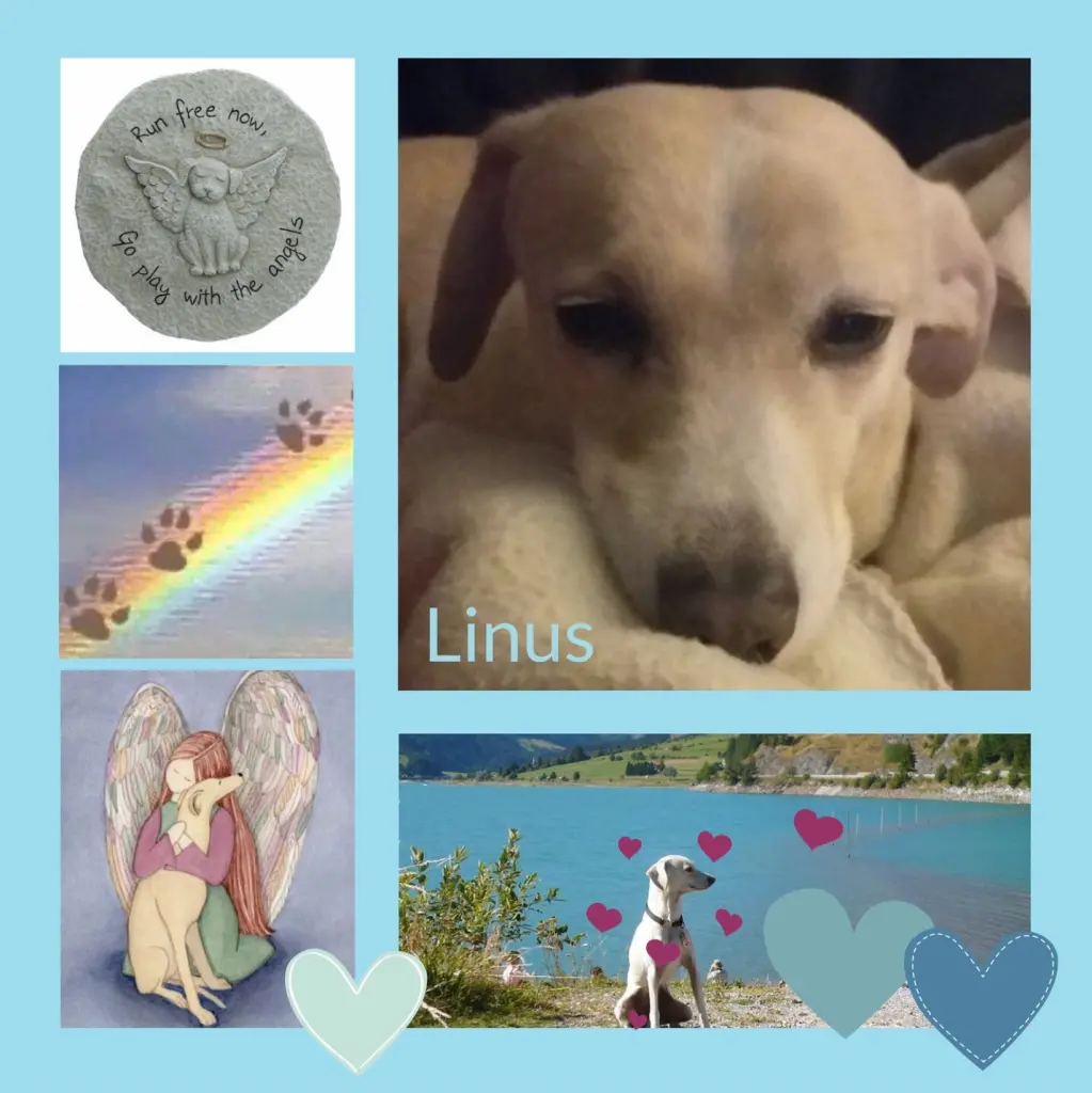 Andachtsbild von Rosen zum 1. Gedenktag 