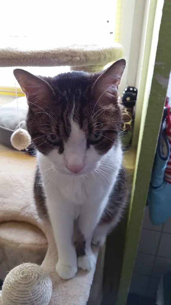 Andachtsbild von Tanja mit Timmy im Herzen 