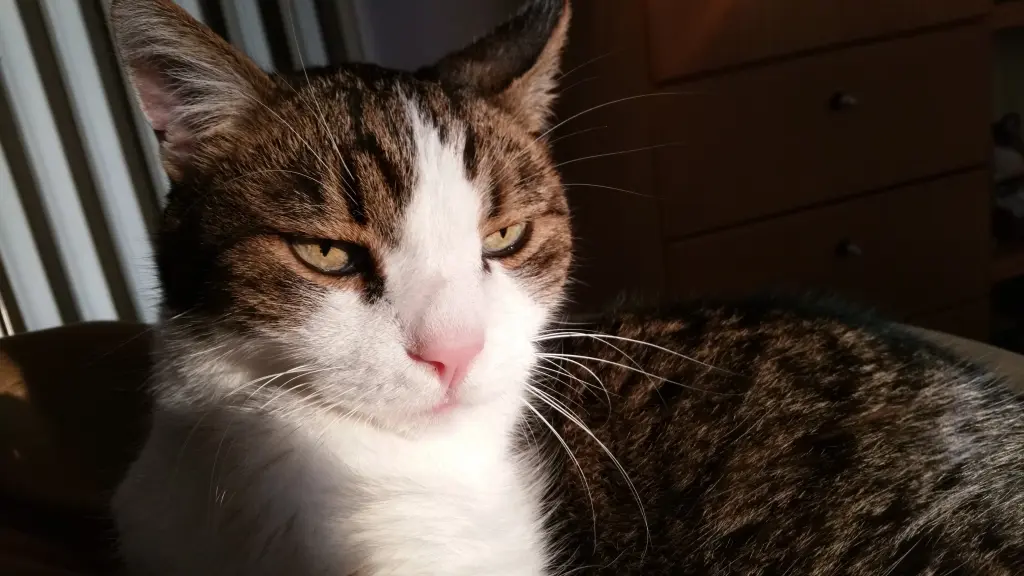 Andachtsbild von Tanja mit Timmy im Herzen