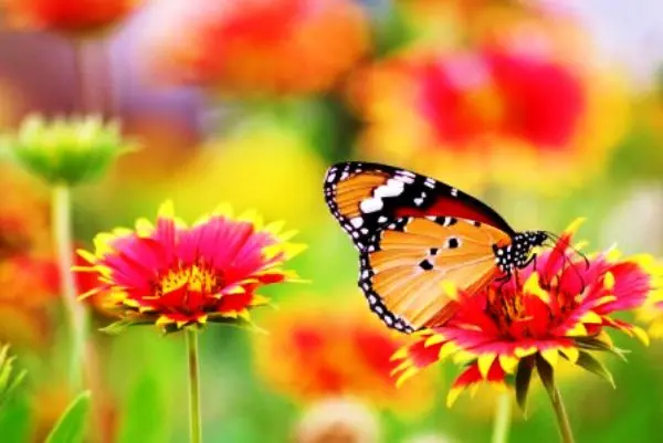 Andachtsbild von Unbekannt