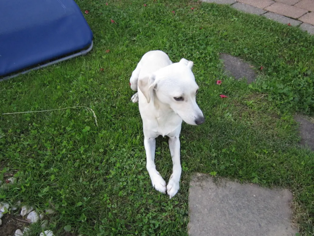 Andachtsbild von Unbekannt