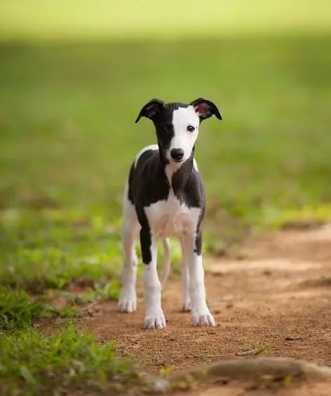 Andachtsbild von Susi tief im Herzen