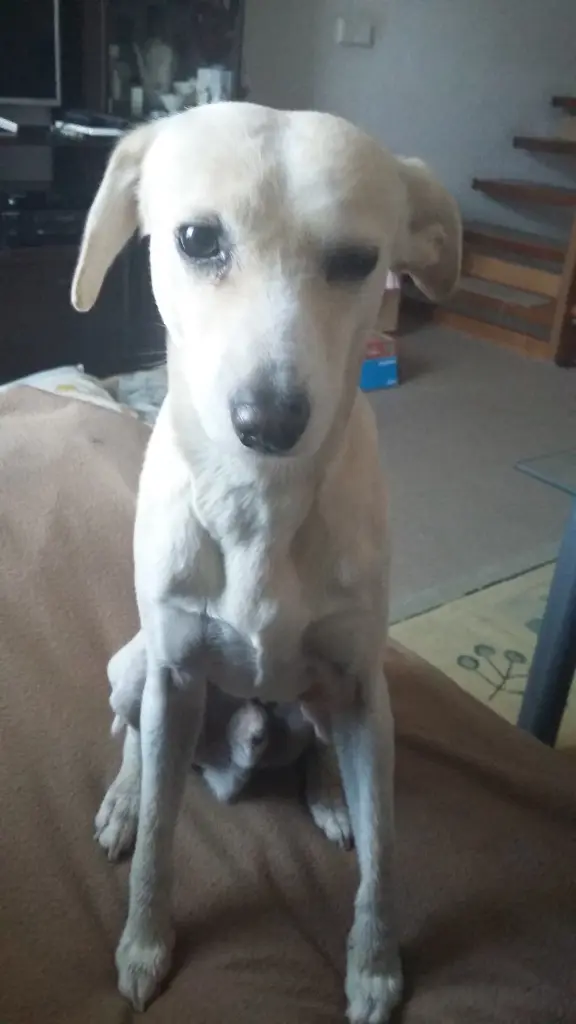 Andachtsbild von Unbekannt