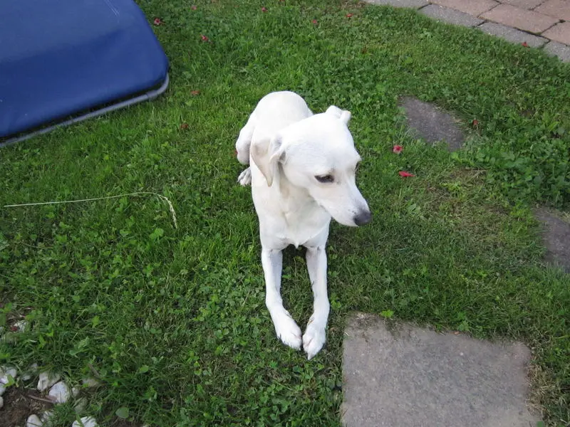 Andachtsbild von Unbekannt