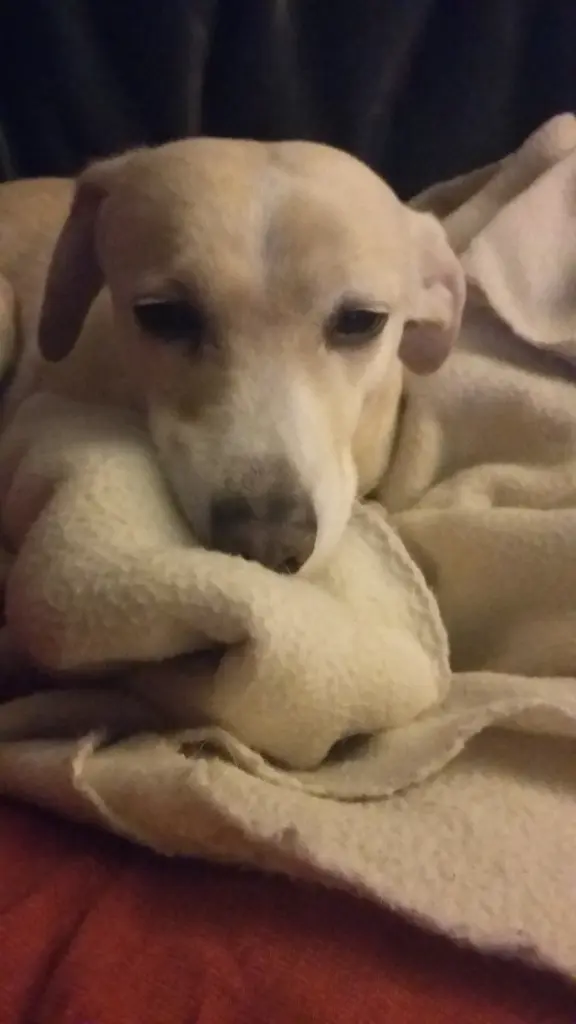 Andachtsbild von Unbekannt