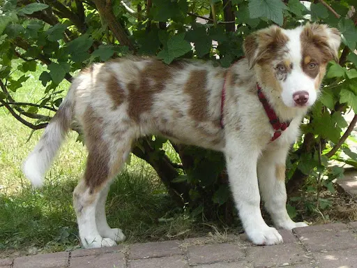 Andachtsbild von von Josepf Australian Shepherd 3Monate tief im Herzen