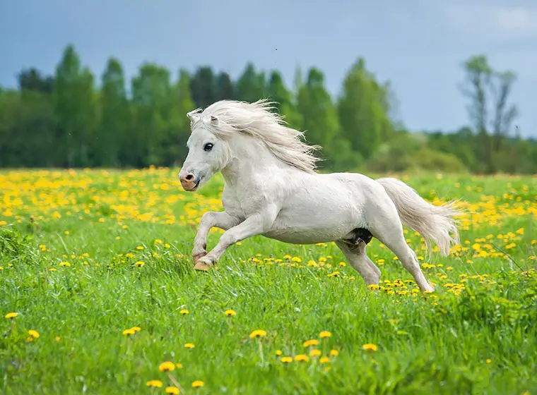 Andachtsbild von Unbekannt