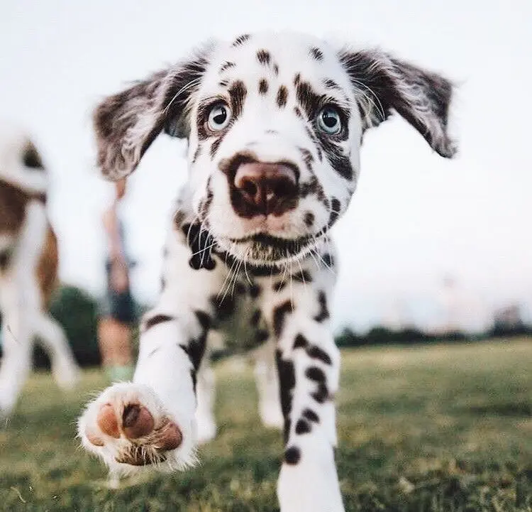 Andachtsbild von Rudi 8 Monate sende euch eine Rose 