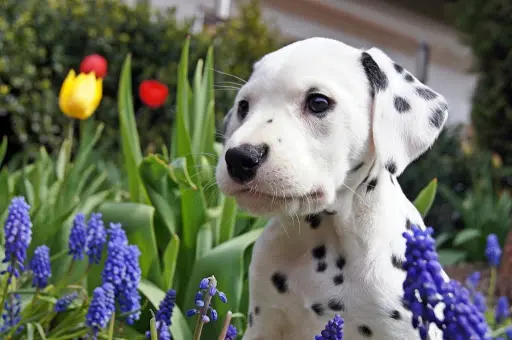 Andachtsbild von von Drina 